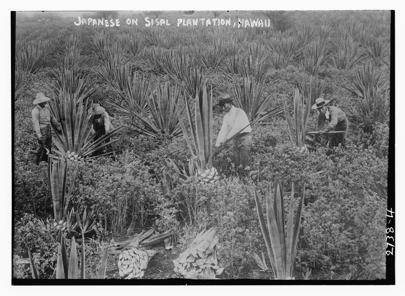 Uma fotografia a preto e branco de trabalhadores imigrantes japoneses a trabalhar numa plantação de sisal no Havai na década de 1910.